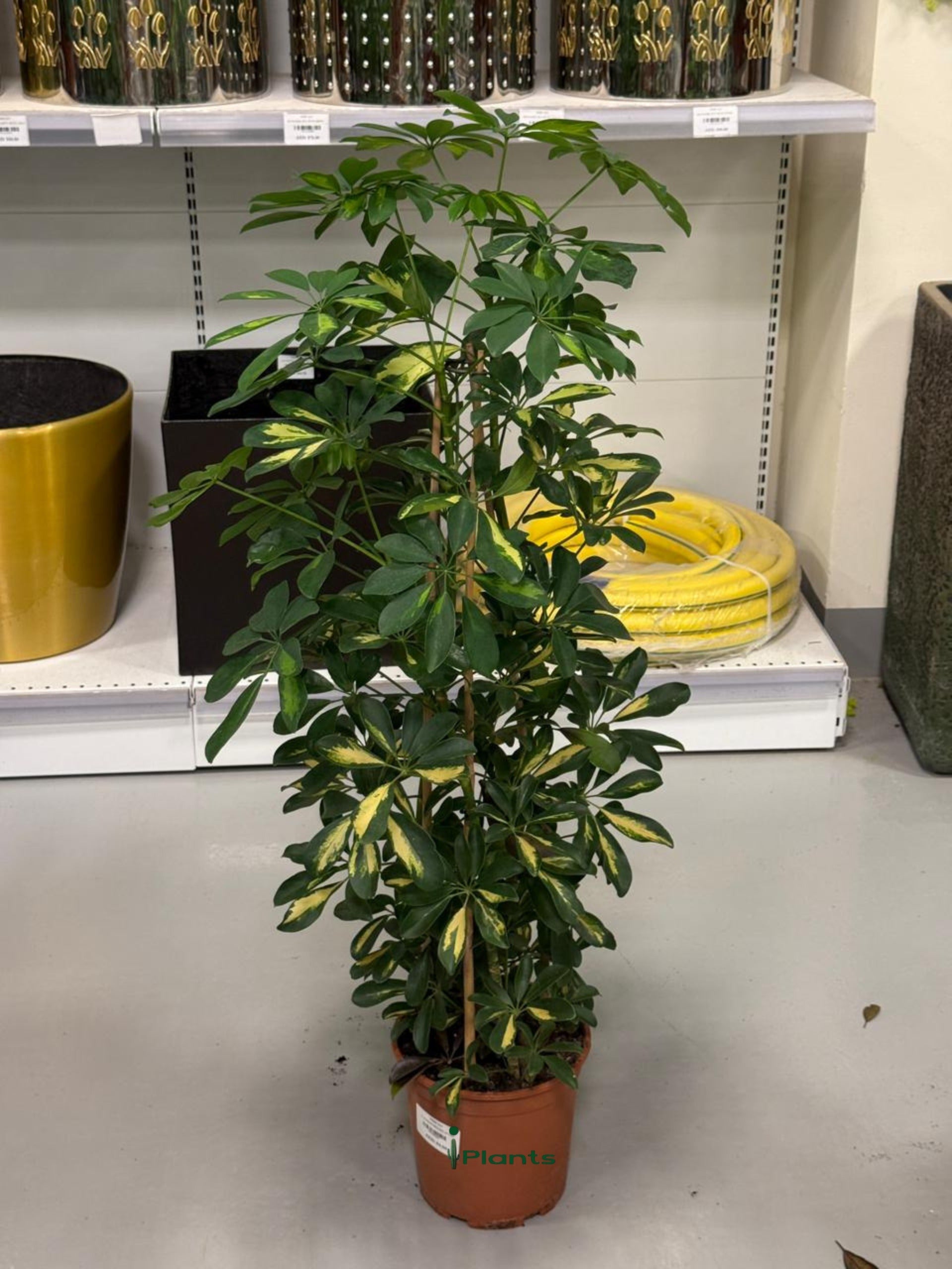 Schefflera Variegated