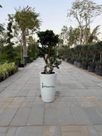 Ficus Bonsai 8 shape iPlants