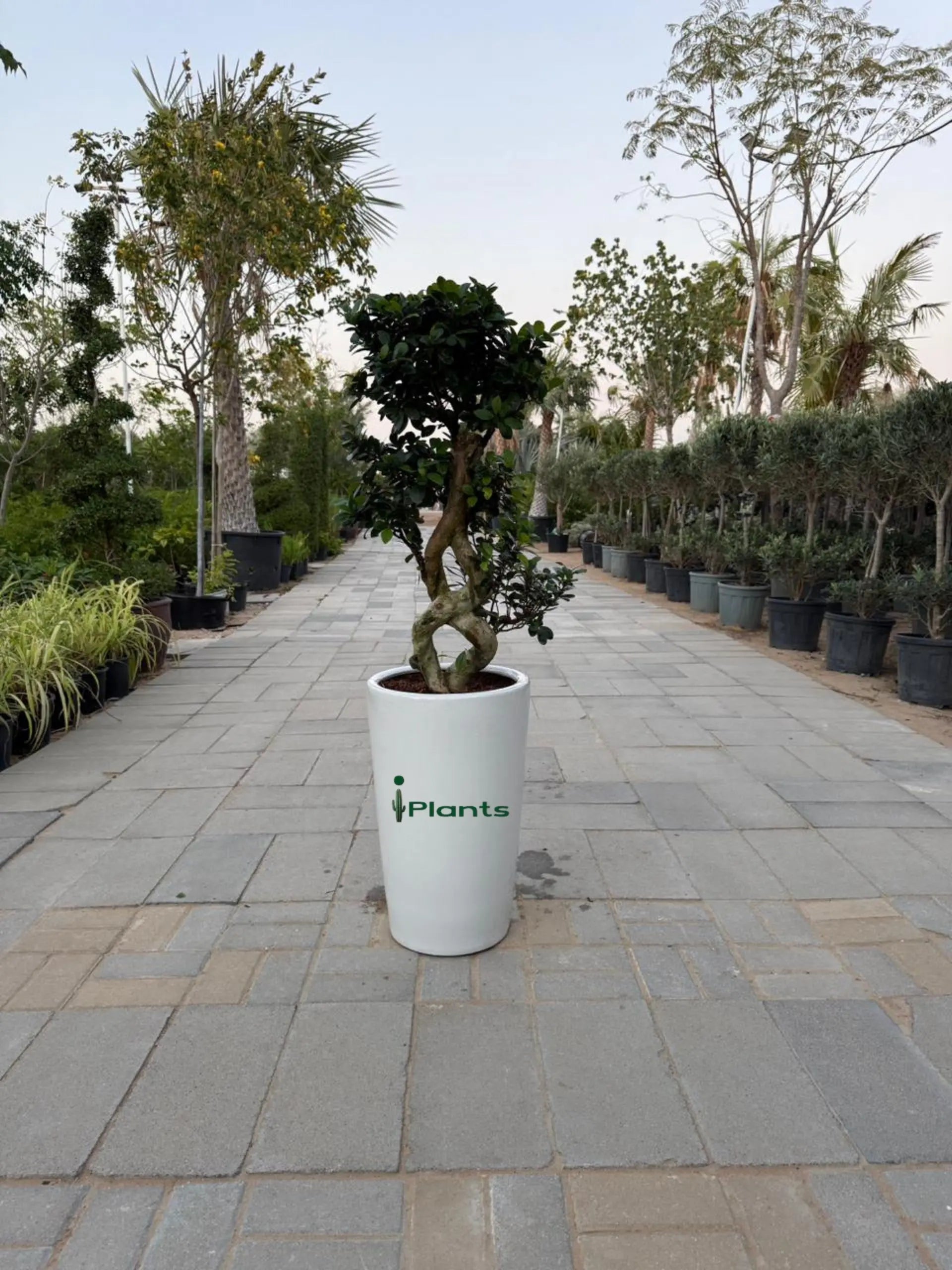 Ficus Bonsai 8 shape iPlants