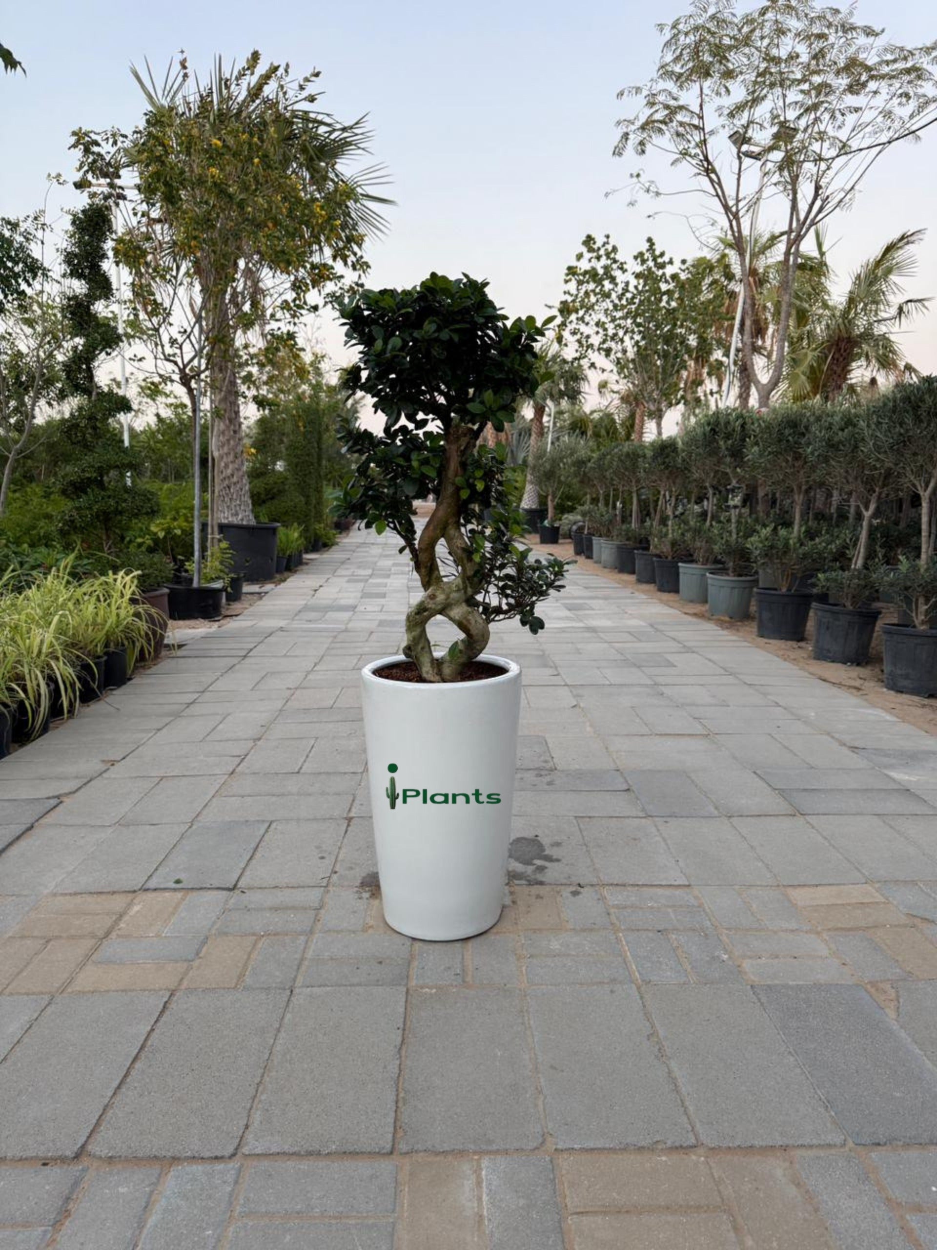 Ficus Bonsai 8 shape
