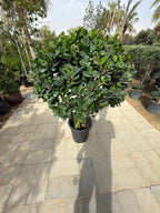Ficus panda single head iPlants
