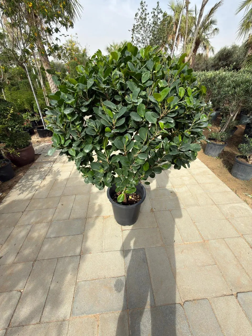 Ficus panda single head iPlants