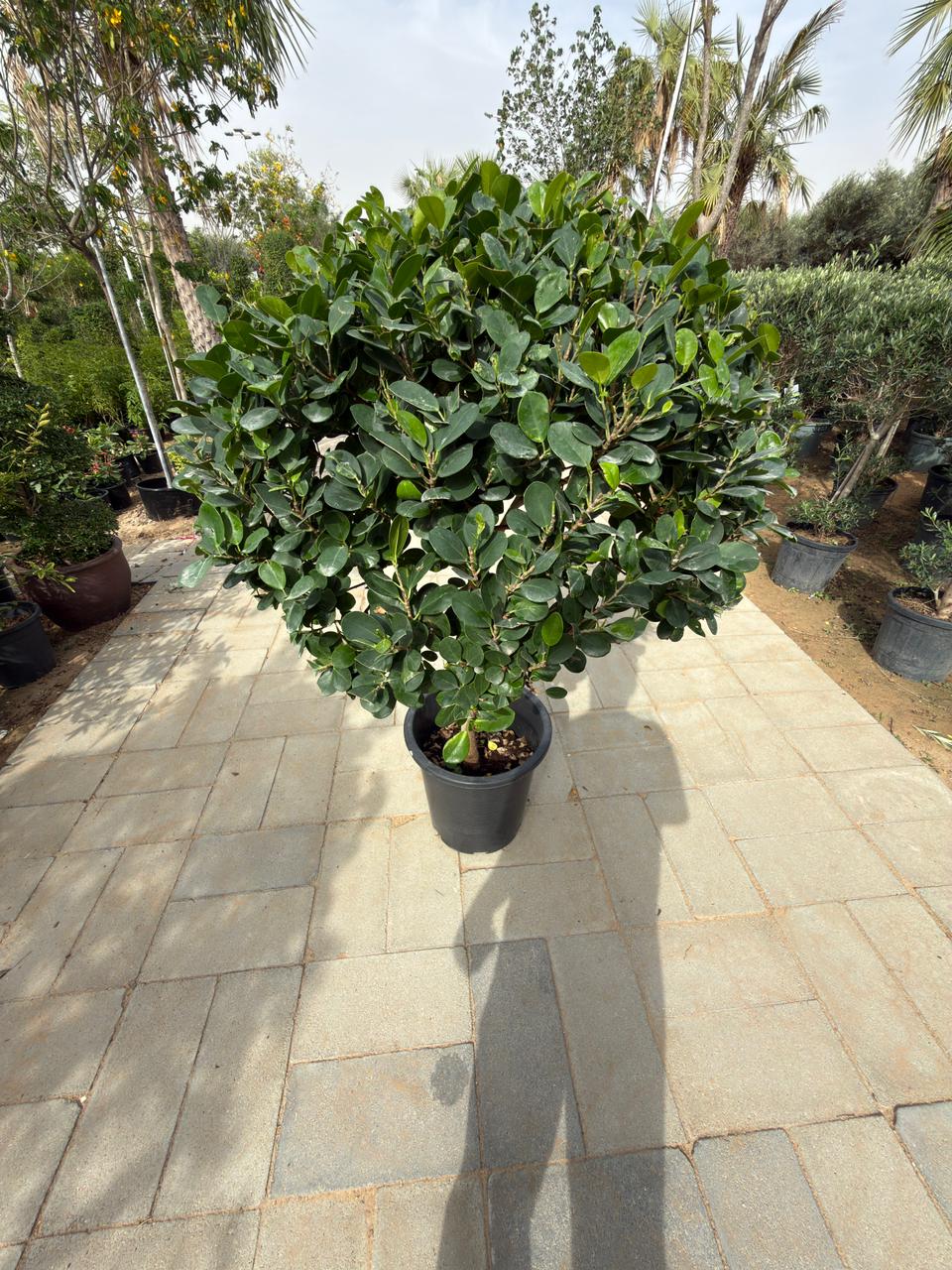 Ficus panda single head