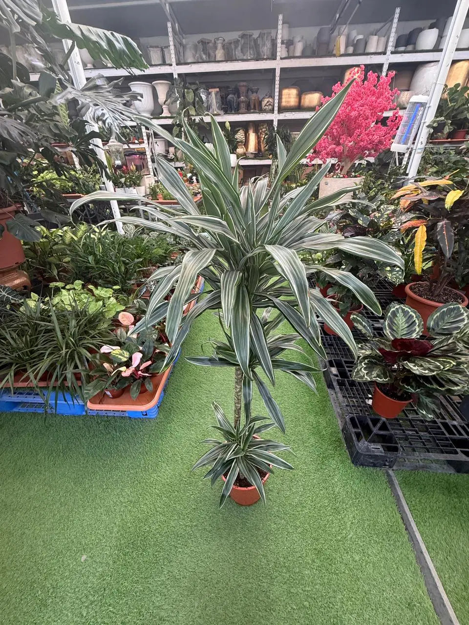 Dracaena Warneckii iPlants