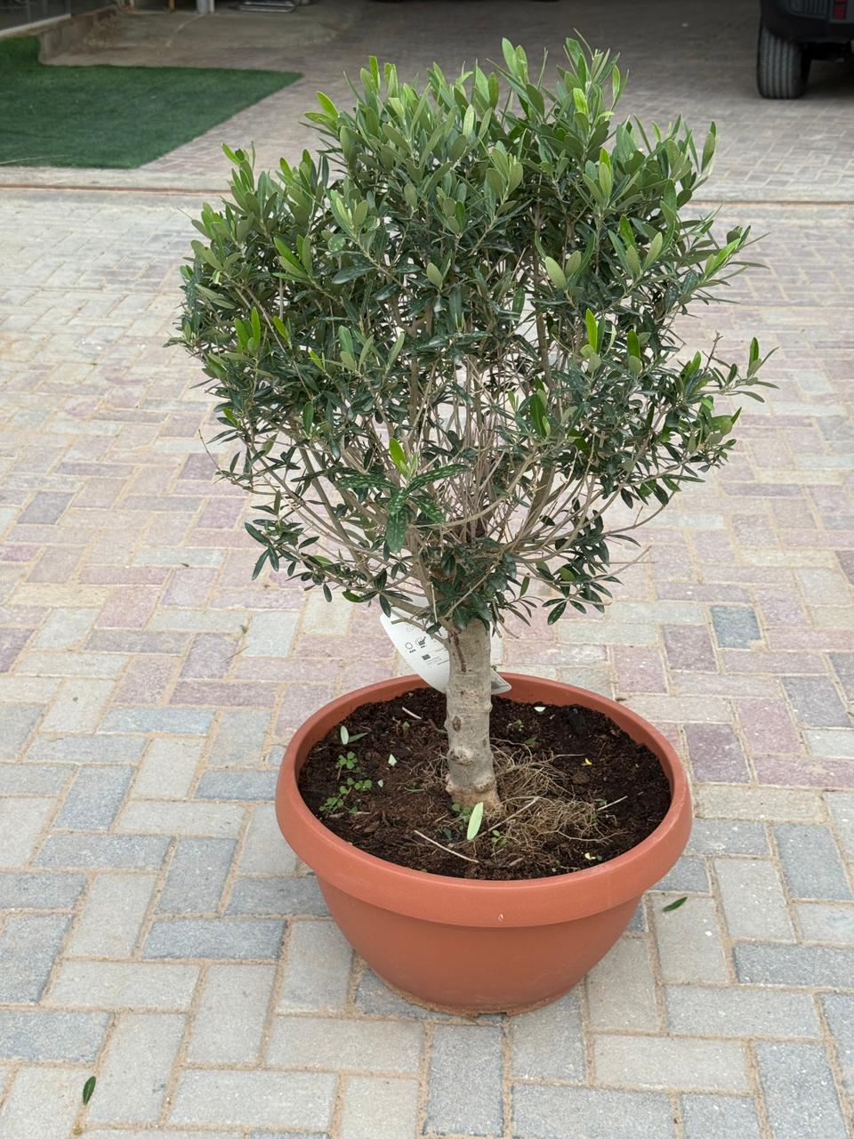 Olive one head (thick stem)