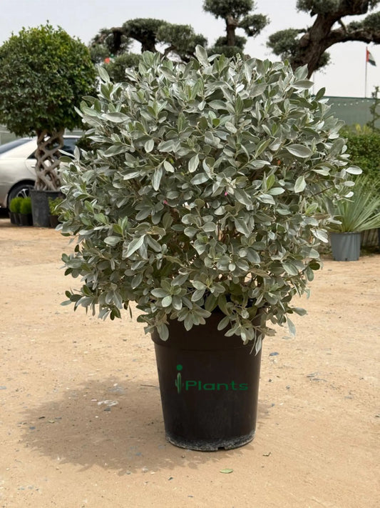 Silver Damas Ball iPlants
