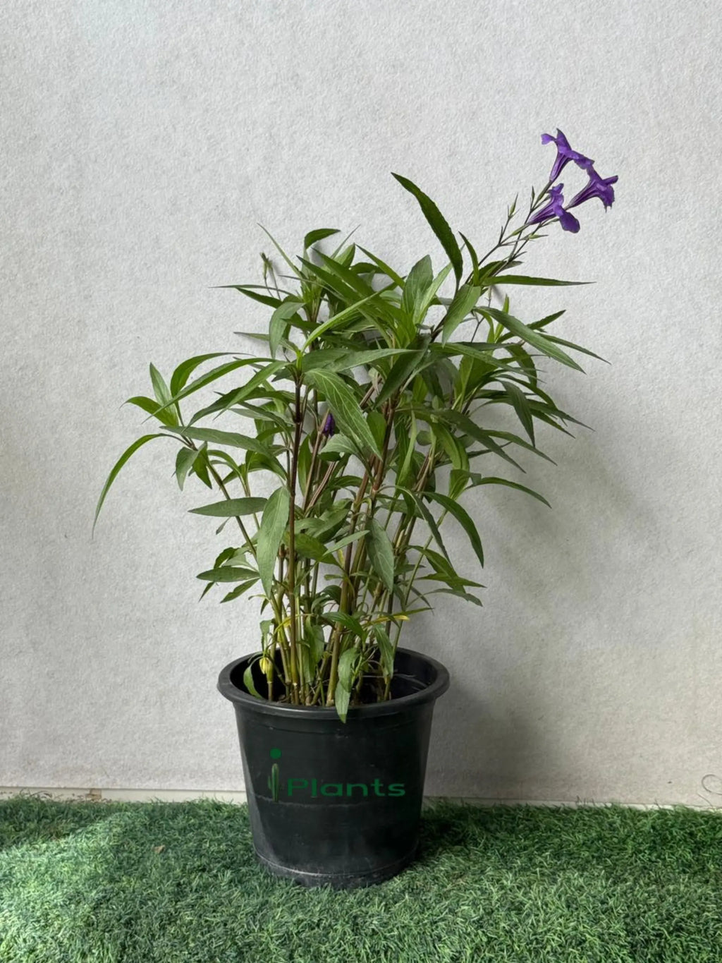 Ruellia iPlants