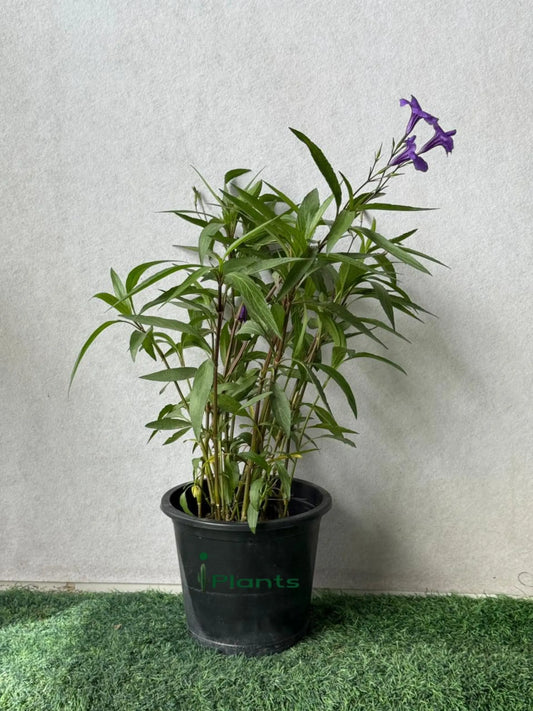 Ruellia iPlants
