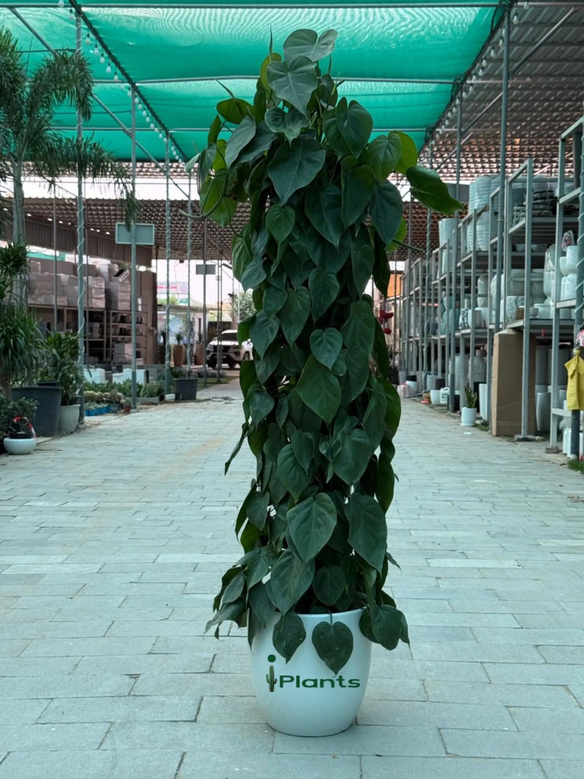 Philodendron Plant iPlants