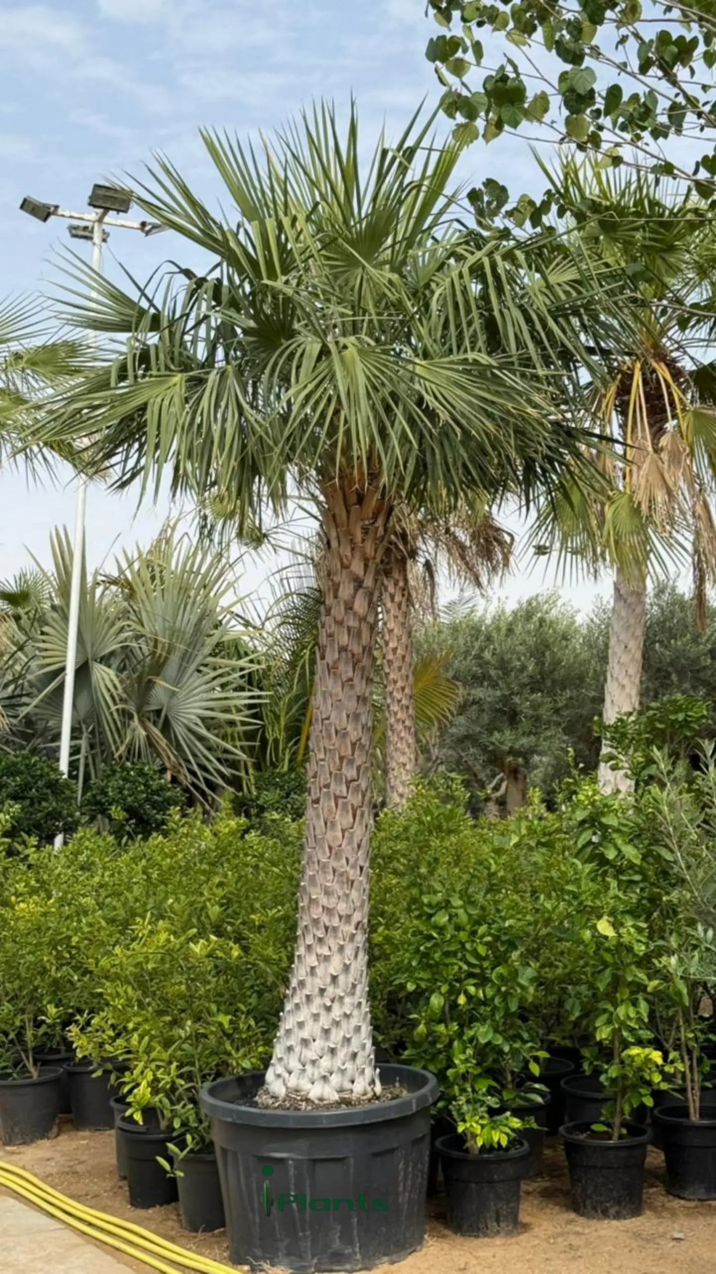 Wax Palm iPlants