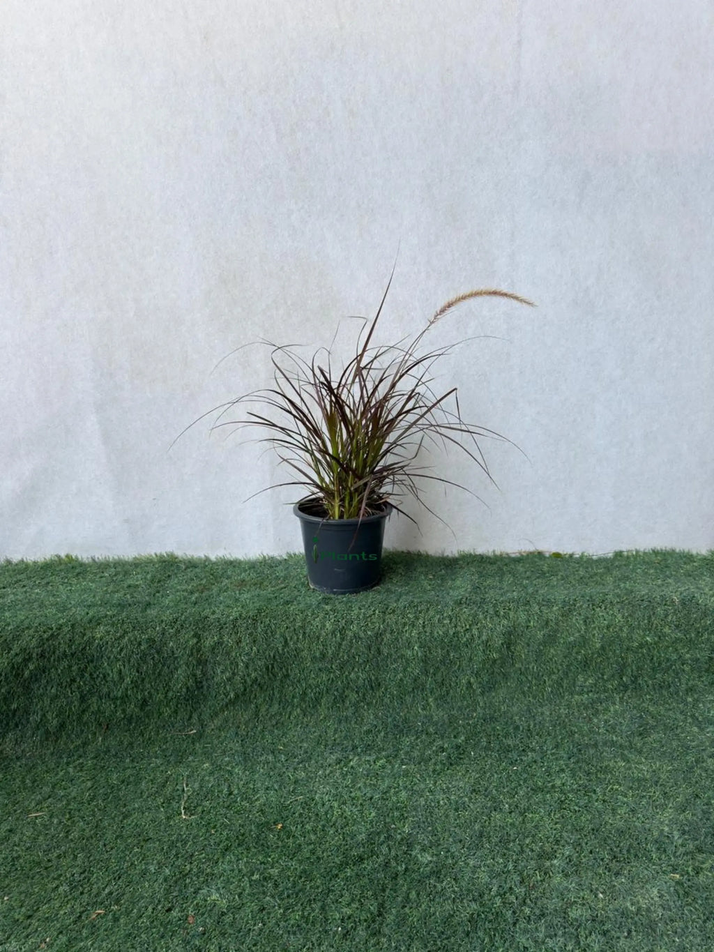Red Fountain Grass (Pennisetum Red) iPlants