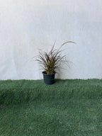 Red Fountain Grass (Pennisetum Red) iPlants