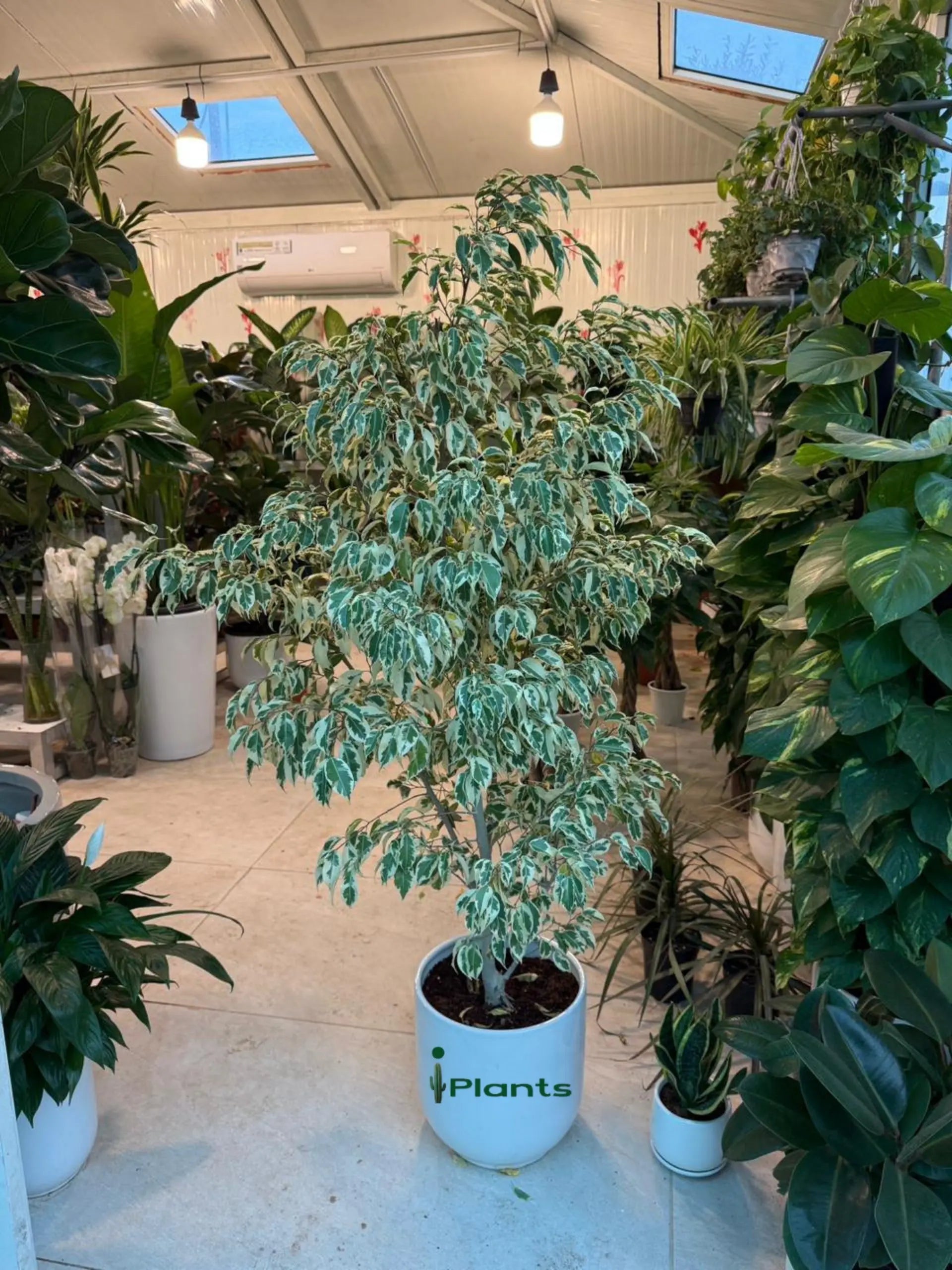 Ficus Benjamina Starlight - Weeping Fig iPlants
