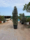 Silver Damas Cone iPlants