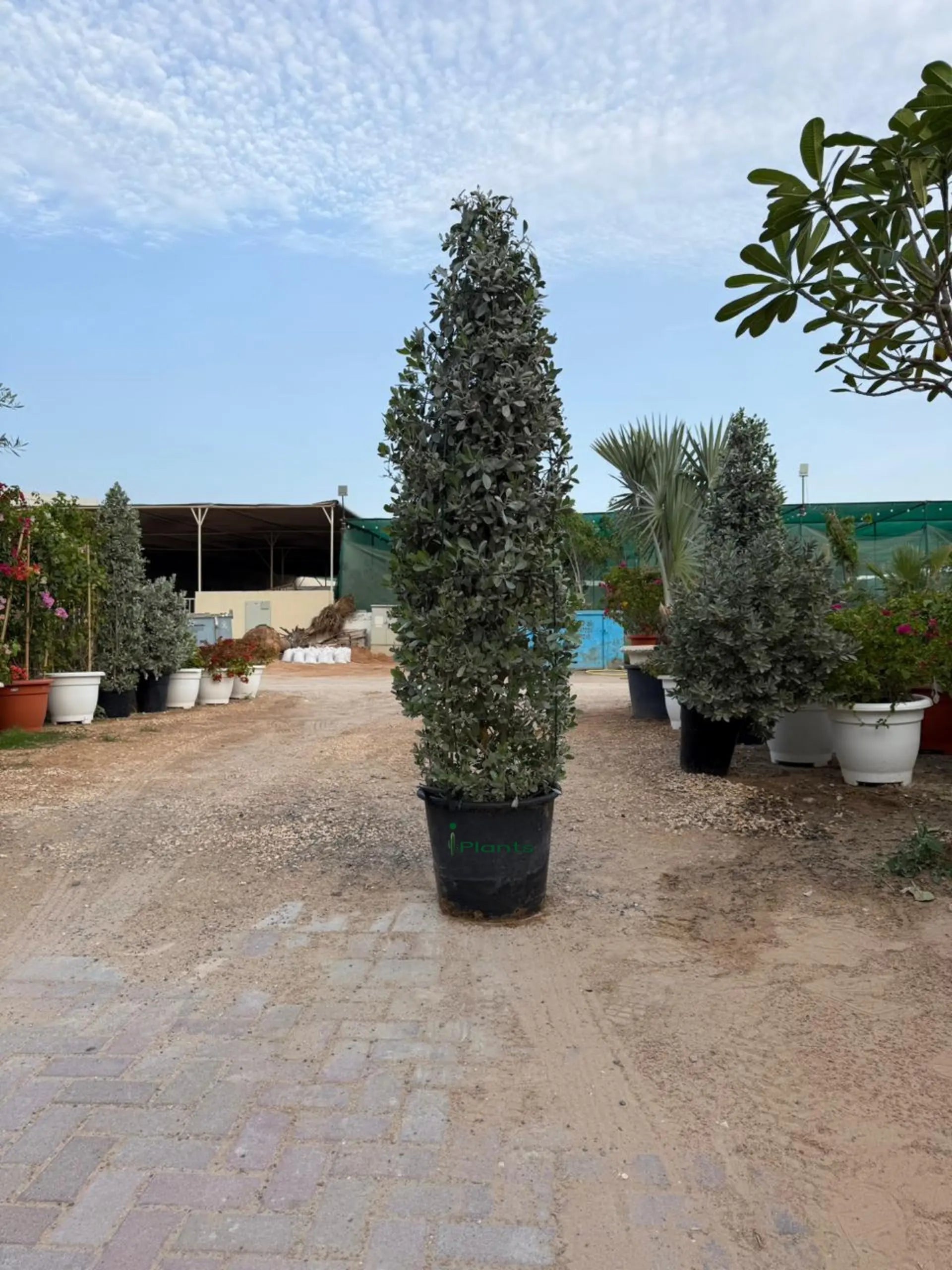Silver Damas Cone iPlants