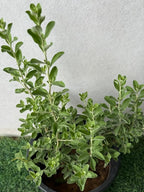 Leucophyllum iPlants