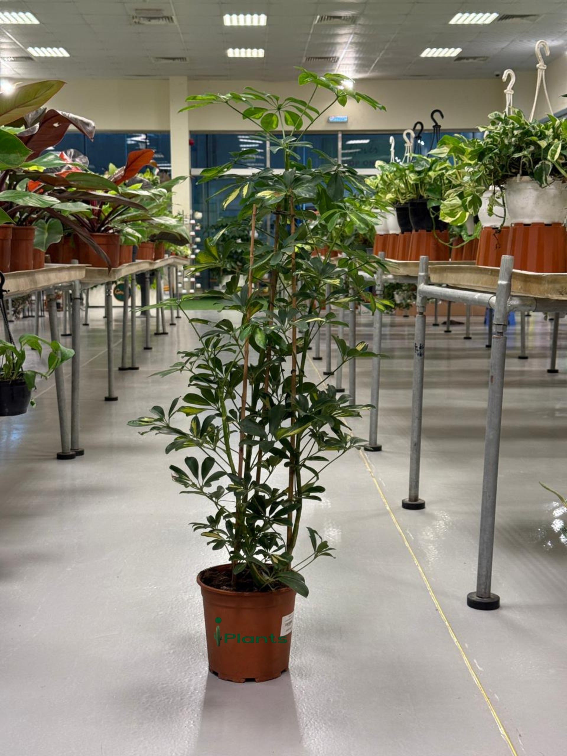 Schefflera Variegated