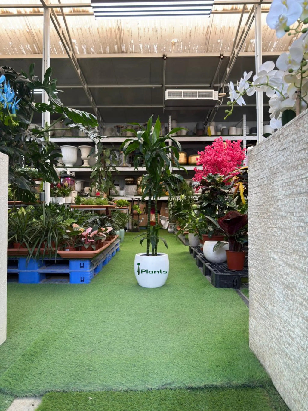 Dracaena compacta Head iPlants