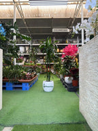 Dracaena compacta Head iPlants