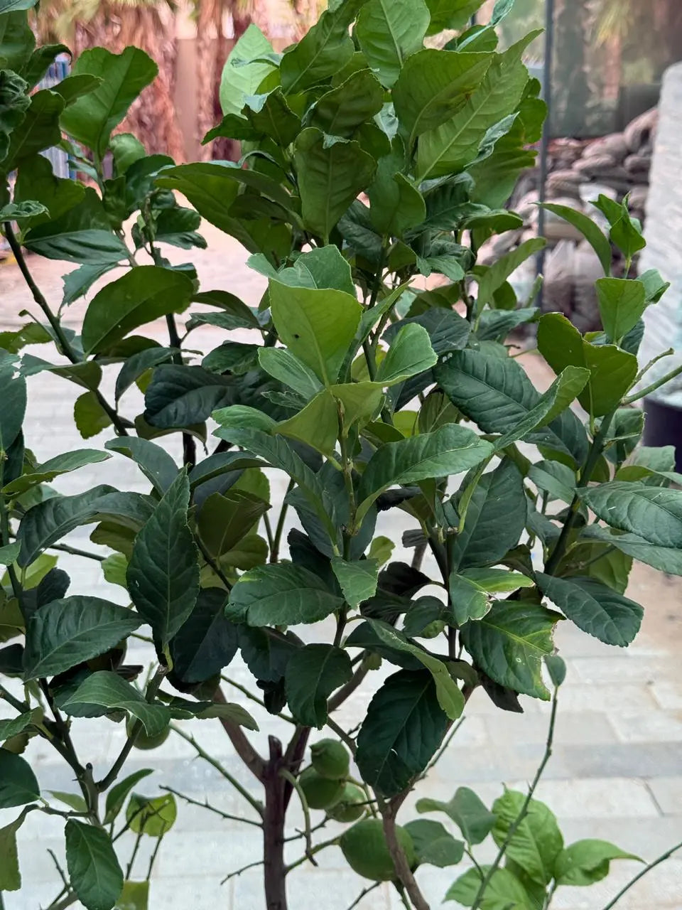 Spanish Lemon Tree (Citrus lemon) iPlants