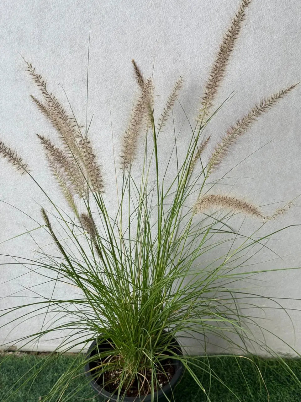 Green Fountain Grass (Pennisetum Green) iPlants