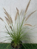 Green Fountain Grass (Pennisetum Green) iPlants