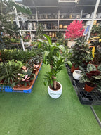 Dracaena Massangeana iPlants