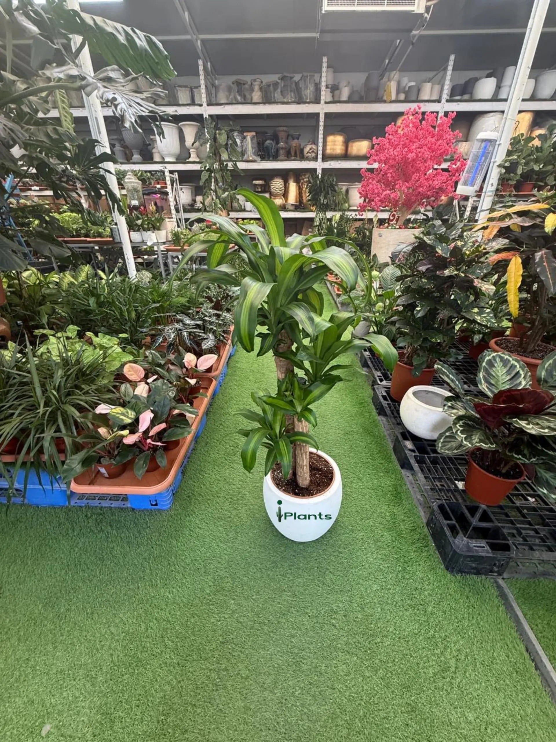 Dracaena Massangeana iPlants