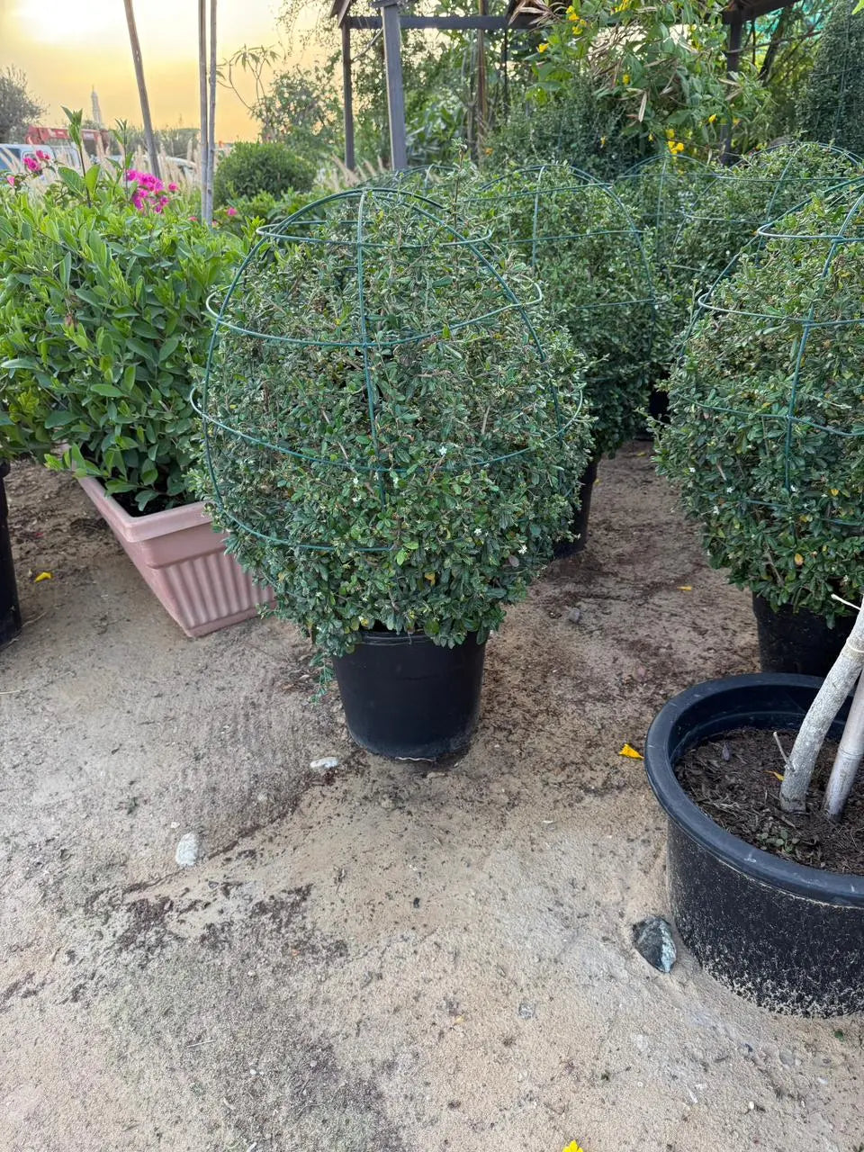 Ehretia Ball iPlants