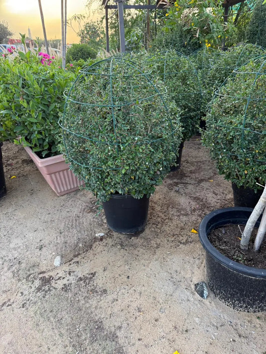 Ehretia Ball iPlants