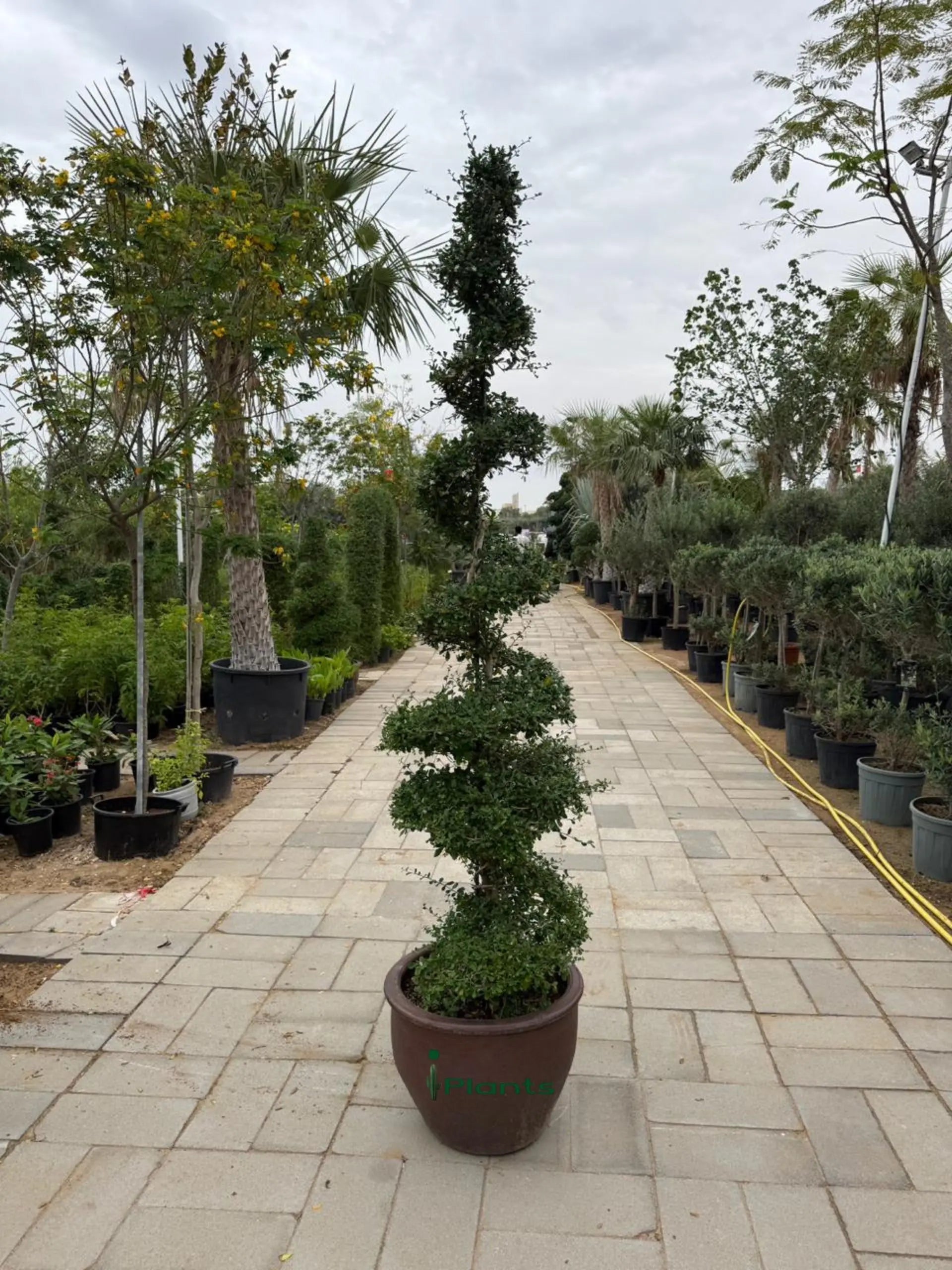 Ehretia spiral head (Thailand) iPlants