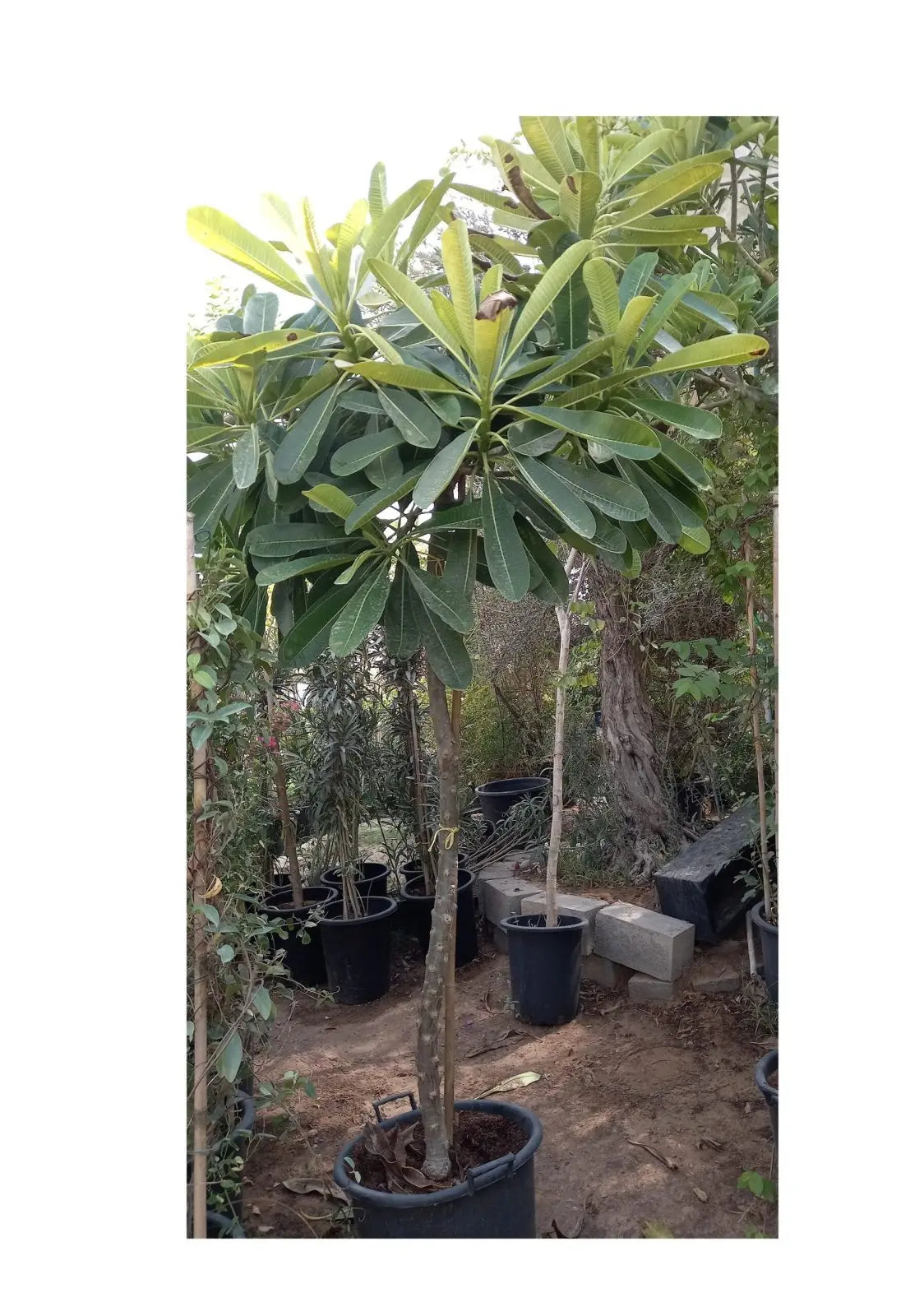 Plumeria Tree iPlants