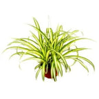 Pandanus Variegated iPlants