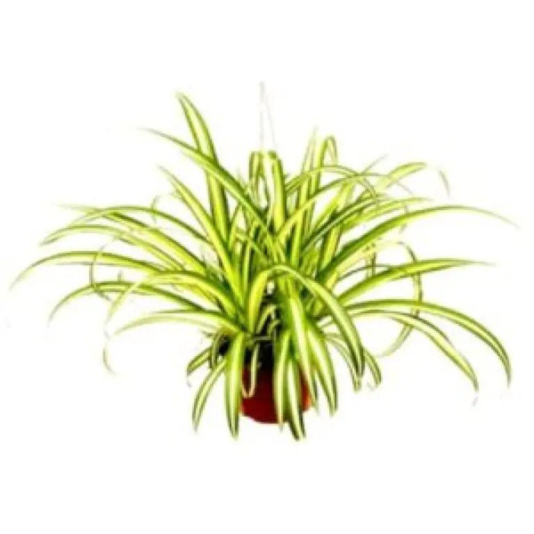 Pandanus Variegated iPlants