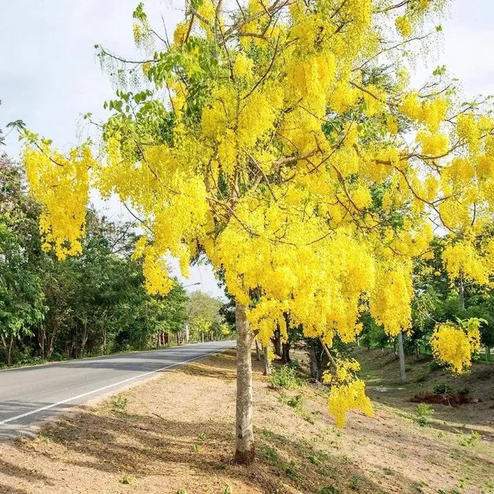 Golden Shower iPlants