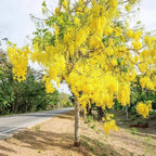 Golden Shower iPlants