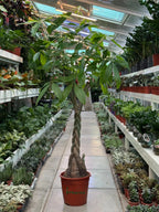 Money Tree (Pachera twisted) iPlants