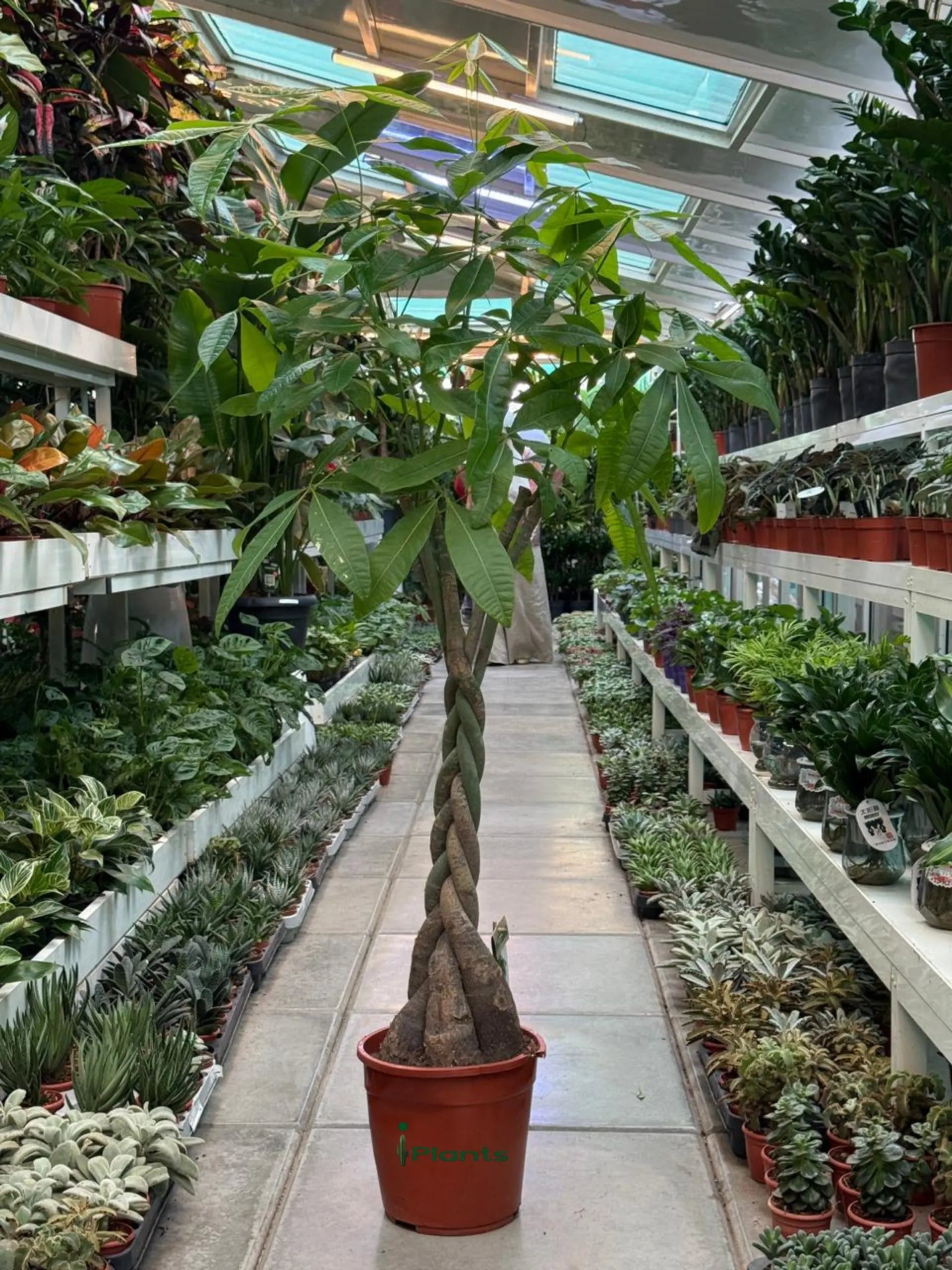 Money Tree (Pachera twisted) iPlants