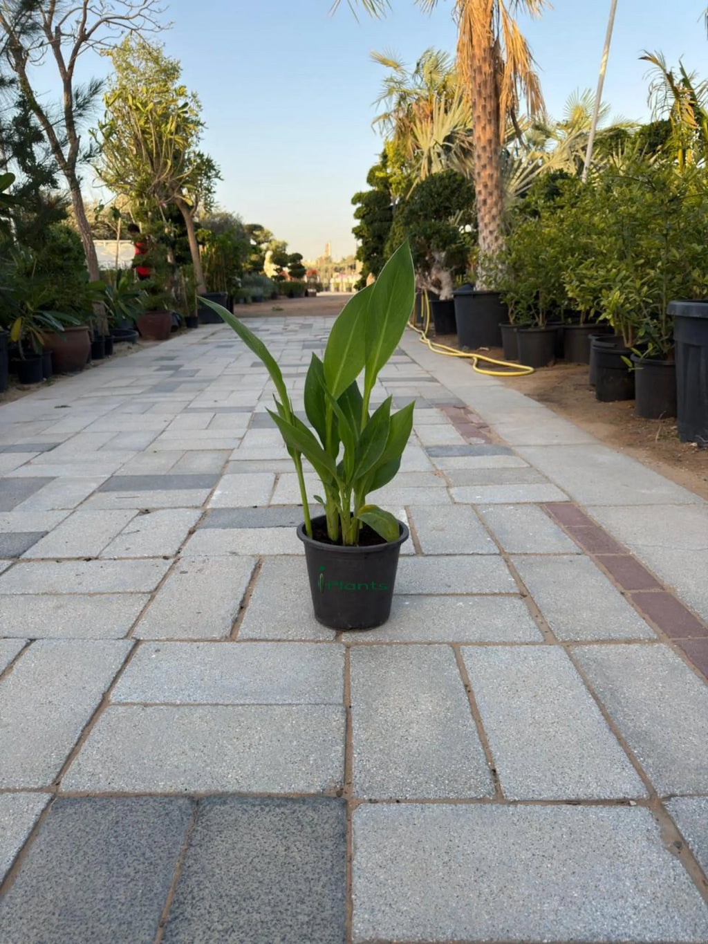 Canna Lily iPlants