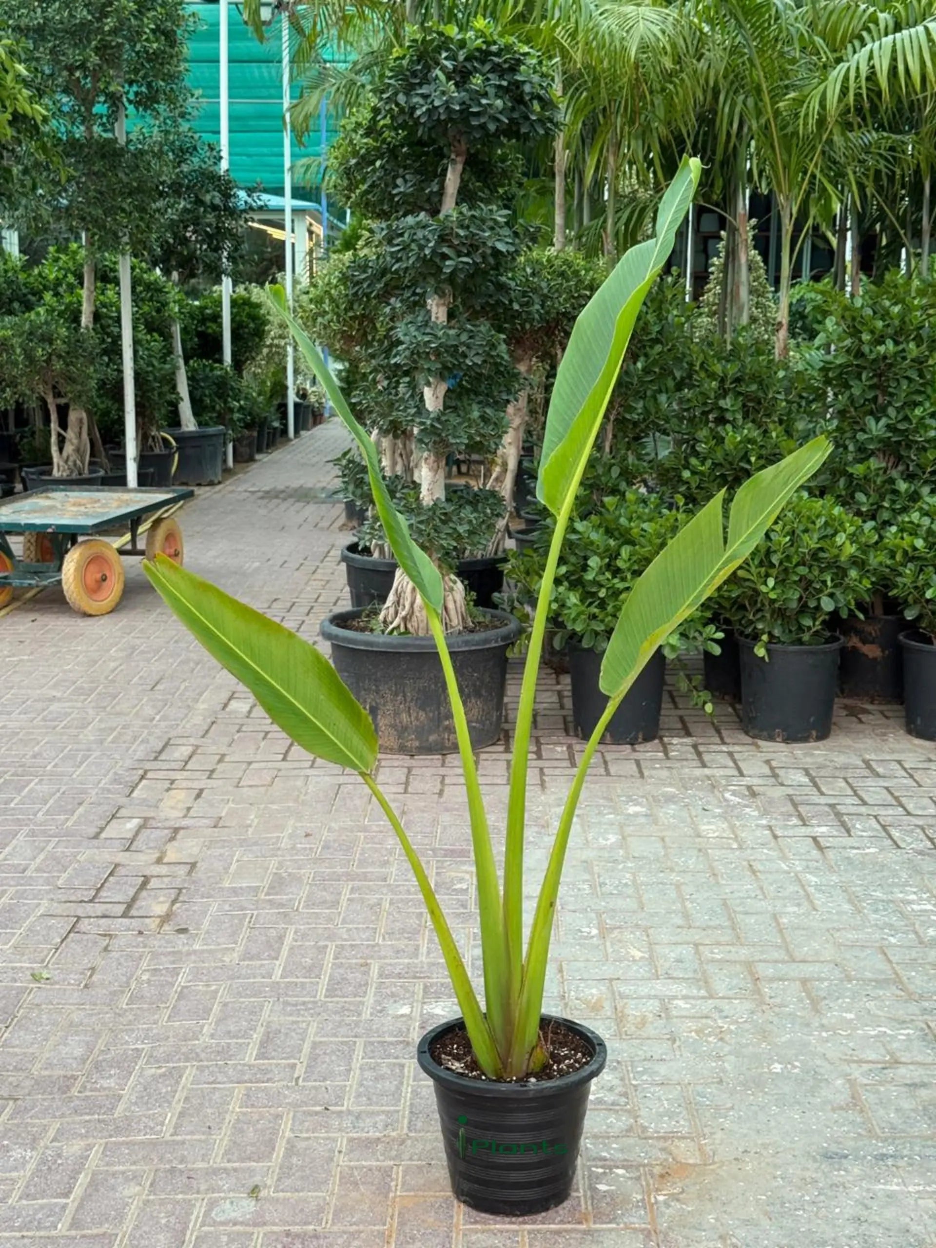 Travellers Palm (Ravenala) iPlants