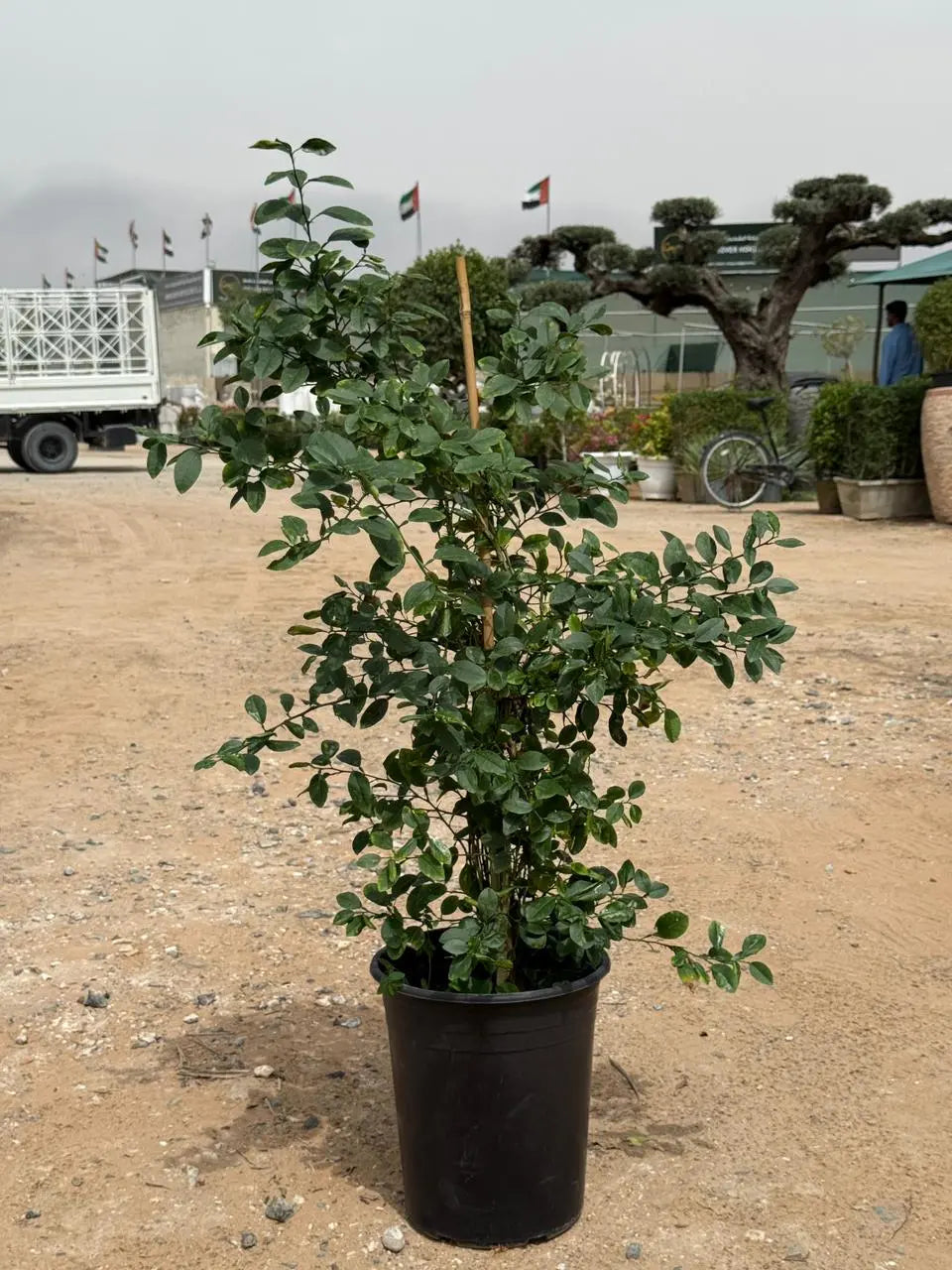 Citrus Omani Lemon iPlants