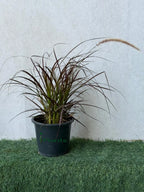 Red Fountain Grass (Pennisetum Red) iPlants
