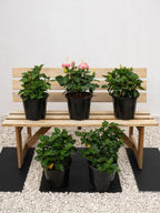 Hibiscus Plant iPlants