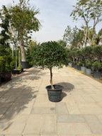 Ficus Nitida Single Head iPlants