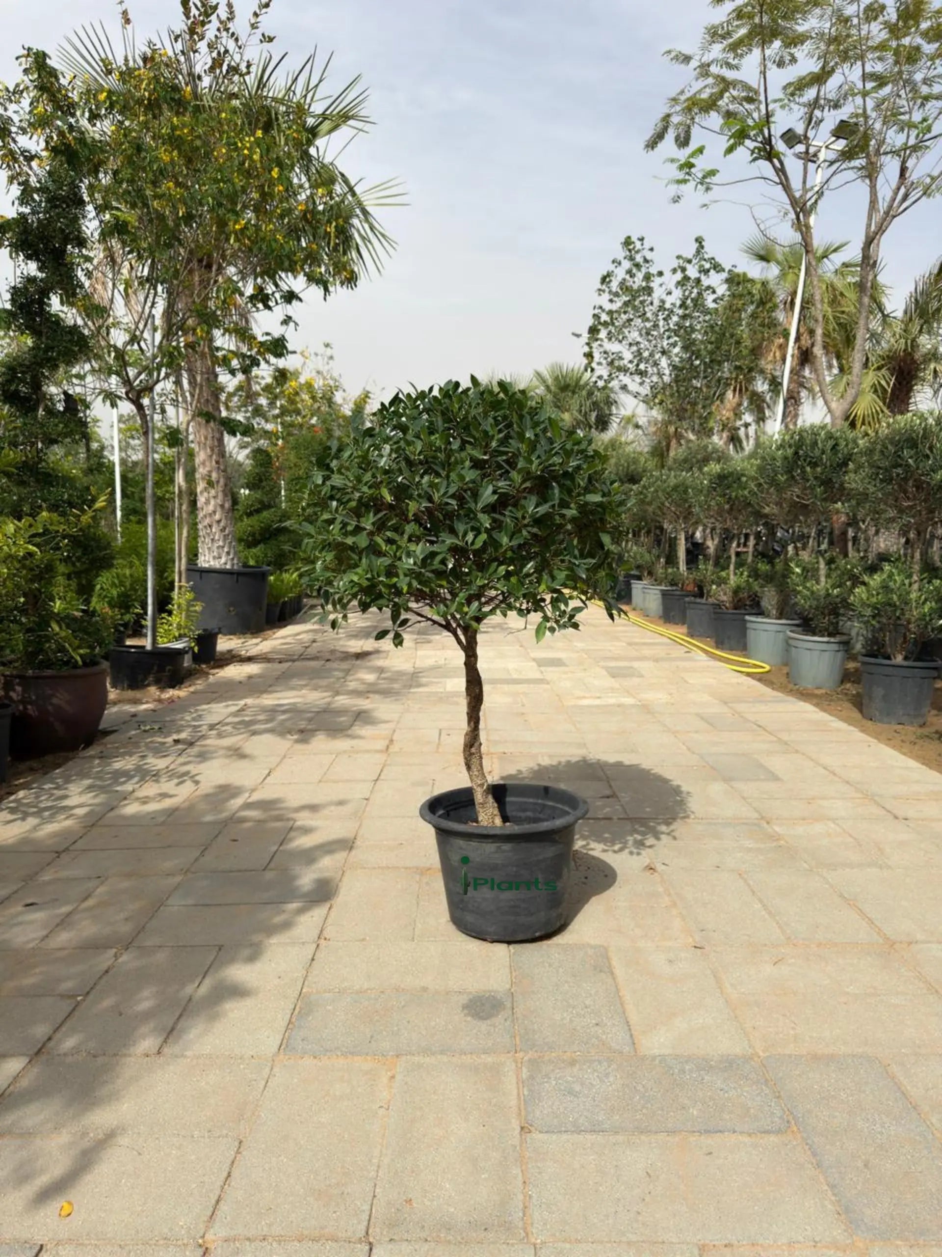 Ficus Nitida Single Head iPlants