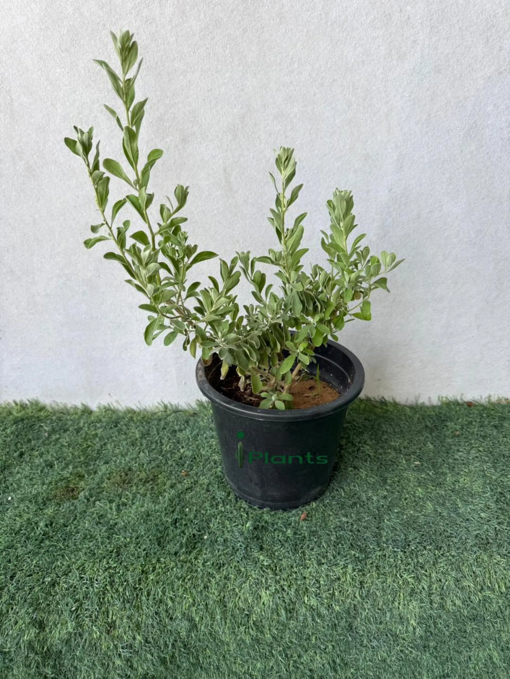 Leucophyllum iPlants