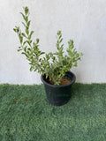 Leucophyllum iPlants