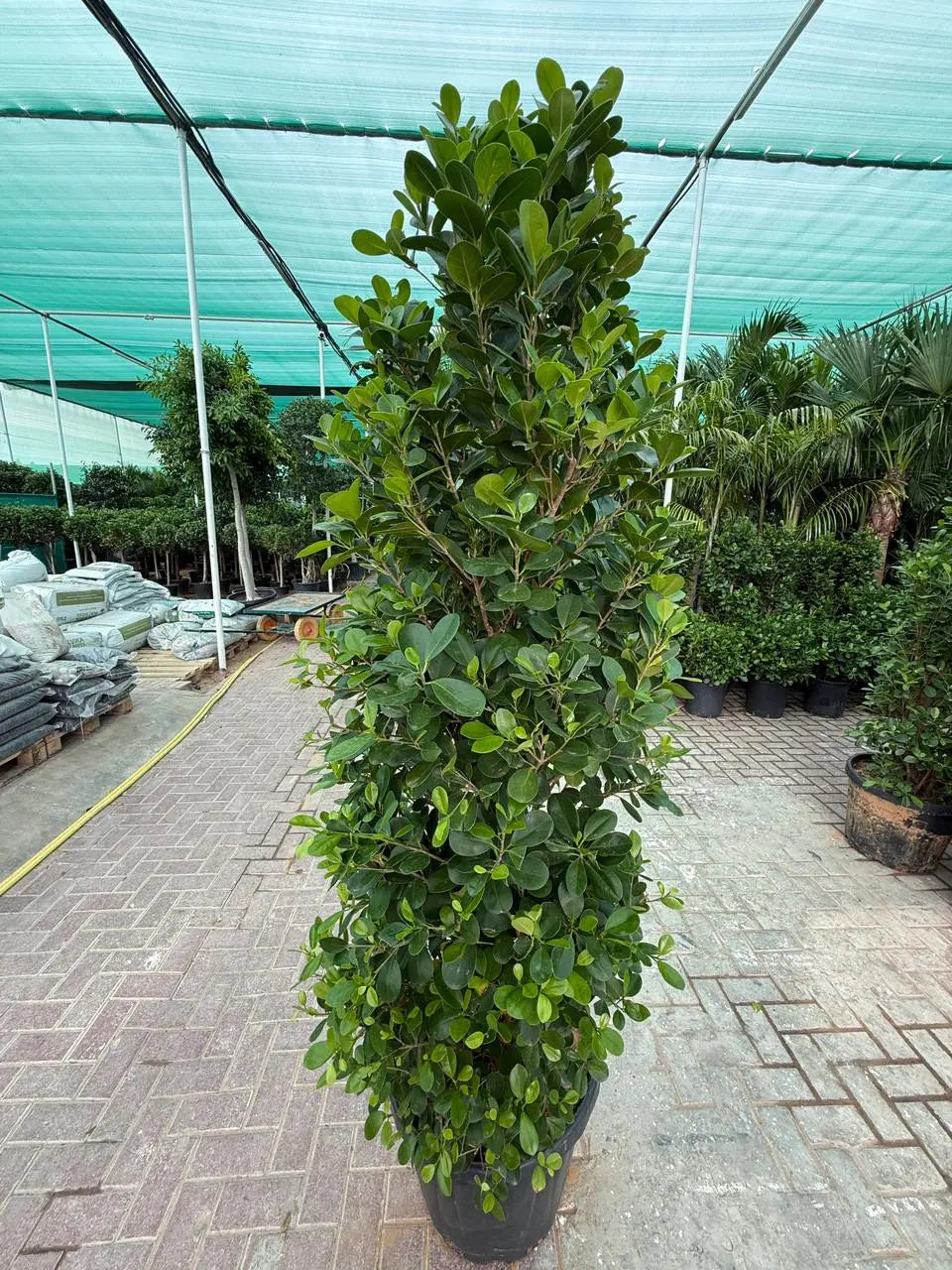 Ficus Panda Cone iPlants