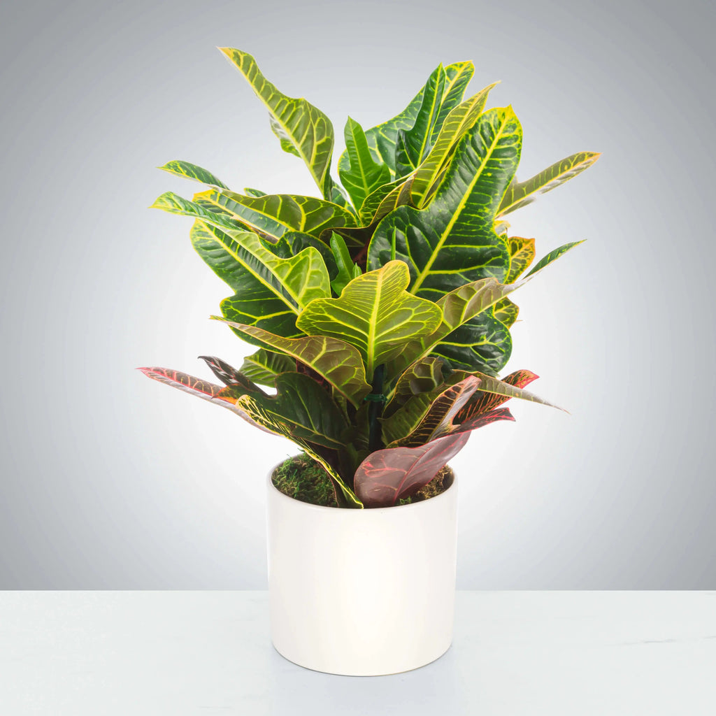 Croton (Outdoor) iPlants