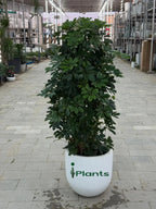 Schefflera Green (Umbrella Plant) iPlants